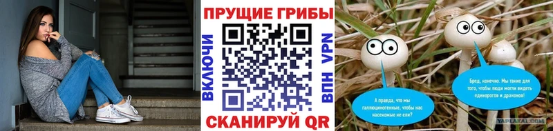 как найти наркотики  Оленегорск  Галлюциногенные грибы Psilocybe 